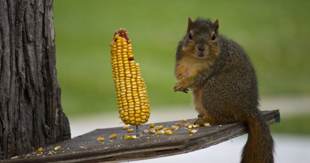 A fat squirrel with a terrible diet